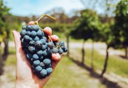 Cosa si intende parlando di VINI MORBIDI? Oggi M come Morbido per scoprire un altro segreto del vino.