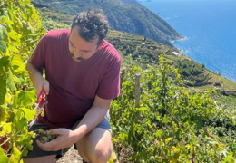 Il fascino della VENDEMMIA A SETTEMBRE, un rito per creare vini caratteristici!