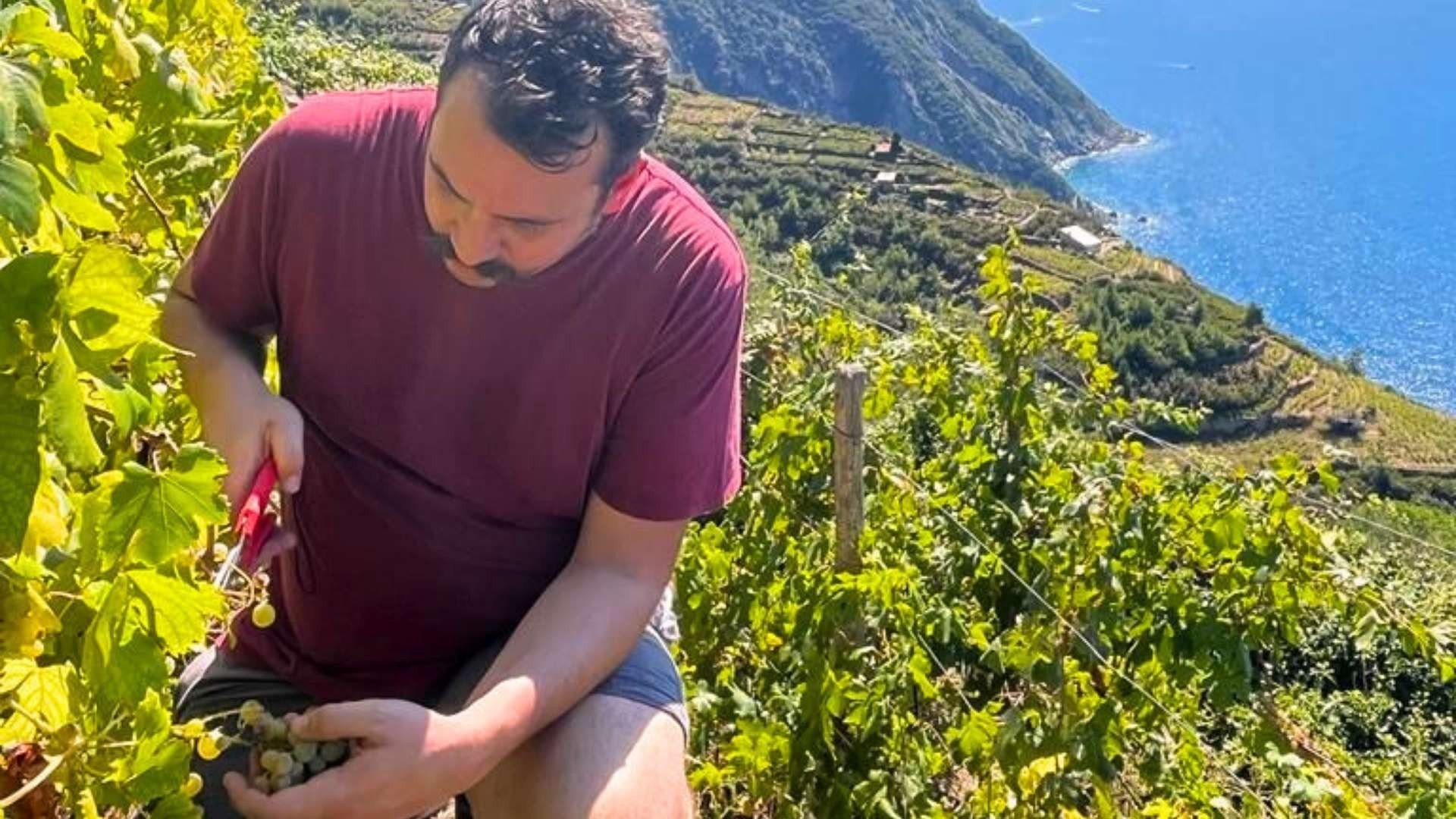 Il fascino della VENDEMMIA A SETTEMBRE, un rito per creare vini caratteristici!