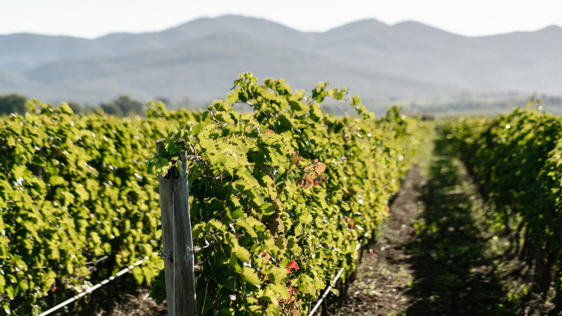 Impatto limitato del maltempo, a Bolgheri danni circostanziati e vendemmia quasi conclusa.